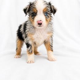 Elsie - Blue merle female Miniature Australian Shepherd puppy in Louisville, Mississippi from Kristy’s Kennels