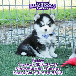 Kaiden - Black and white male Pomsky puppy in Humeston, Iowa from M.A.R. Dogs