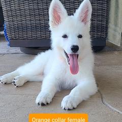 Berger Blanc Suisse Puppies from Absolute Dream White Swiss Shepherds