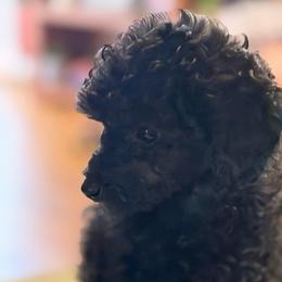 Smokey - Black male Poodle puppy in Florence County, South Carolina from Modern Family Standards