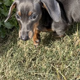 Pearl - Blue and tan female Dachshund puppy in Skiatook, Oklahoma from Little Weiner Ranch