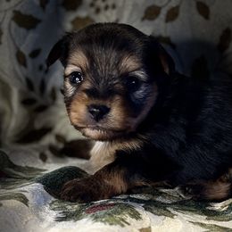 Minie - Black tri female Toy Australian Shepherd puppy in La Grande, Oregon from Larsen's Toy Aussies