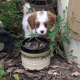 Cavapoo Puppies from Crystal Coast Cavapoodles
