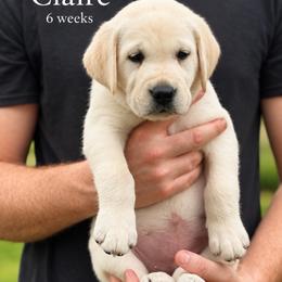 Claire - Yellow female Labrador Retriever puppy in Camp Verde, Arizona from Cecil's Arizona Labradors