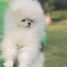 Pomeranians from Poof City Poms