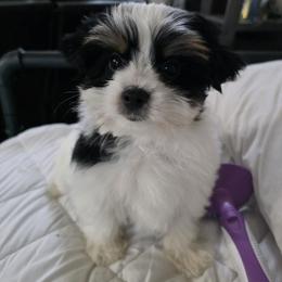 Biewer Terrier and Yorkshire Terrier Puppies from Treasures of Neptune Cove