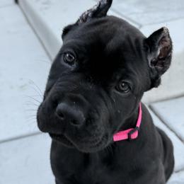 Pink Collar Girl - Black female Cane Corso puppy in Murrieta, California from KJ Cane Corso