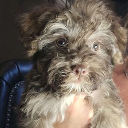 Ronnie - Havanese puppy from Havanese Puppies Columbus