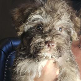 Ronnie - Havanese puppy from Havanese Puppies Columbus