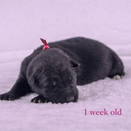 Pink Collar - Black female German Shepherd puppy in Plumas Lake, California from Zwinger Vom Greifjäger