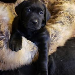 Labrador Retriever Puppies from Wizedogs Labradors