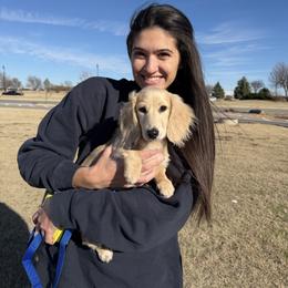 Cream Girl - Cream female Dachshund puppy in Pauls Valley, Oklahoma from Simply Happy Dachshunds