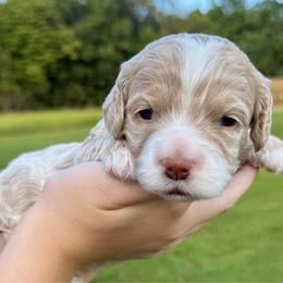 Moe - Cream male Cockapoo puppy in Liberty, Kentucky from Kentucky Cockapoos