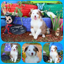 Hagrid - Red merle male Miniature Australian Shepherd puppy in Levelland, Texas from Once Upon a Time Aussies