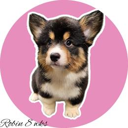 Robin - Black and white female American Corgi puppy in Mansfield, Ohio from Moonrise corgis