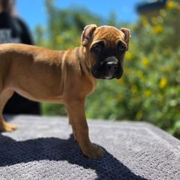 Reba - Red female Cane Corso puppy in Klamath Falls, Oregon from Sharon Lloyd