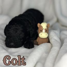 Colt - Black male Poodle puppy in Dayton, Texas from Wolfe Island Poodles