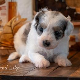 Scout - Merle male Schnoodle puppy in Grove, Oklahoma from Grand Lake Poodles & Doodles