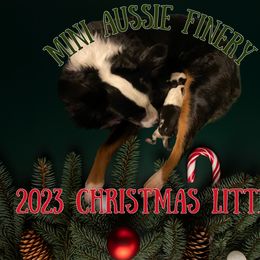 Miniature Australian Shepherd puppies from Mini Aussie Finery