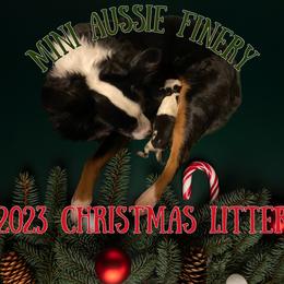 Miniature Australian Shepherd puppies from Mini Aussie Finery
