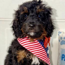 America - Curly Coat - Tri-color female Bernedoodle puppy in Beecher, Illinois from Erica’s Doodles