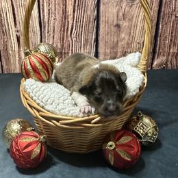 Teddy Bear - Sable Collie puppy in Waterville, Iowa from Lisa’s Lassies