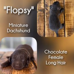 Girl 1 - Flopsy - Chocolate female Dachshund puppy in London, Kentucky from Steele Half Acre Homestead