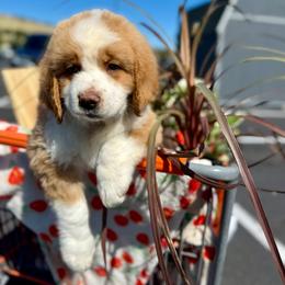 Boone - Red and white male Saint Berdoodle puppy in Lookout, California from Remington Kennels, LLC
