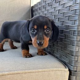 Sassy - Black and tan female Dachshund puppy in Salem, Oregon from Longdox Mini Dachshunds