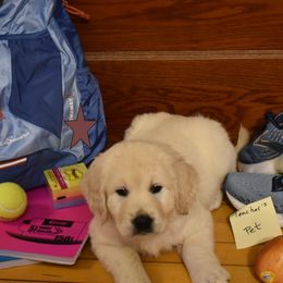 Boy 1 - Golden Retriever puppy from Lightning Oak Acres