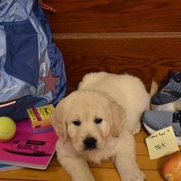 Boy 1 - Golden Retriever puppy from Lightning Oak Acres