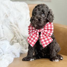 Australian Labradoodle, Bernedoodle, Double Doodle, Goldendoodle, and Labradoodle Puppies from Delta Doodless