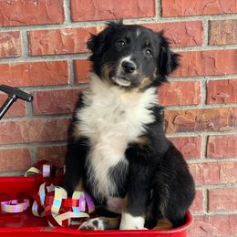 Australian Shepherd, Miniature Australian Shepherd, and Toy Australian Shepherd Puppies from Osborne's Aussies