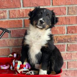 Australian Shepherd, Miniature Australian Shepherd, and Toy Australian Shepherd Puppies from Osborne's Aussies