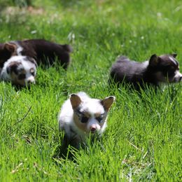 American Corgi Puppies from Diamond Corgis