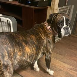 Nadia - Boxer