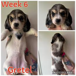 Gretel - Piebald female Dachshund puppy in Michigan from M.H.P Dachshunds