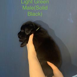 Labrador Retriever Puppies from Shadows Lovely Kennel