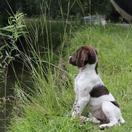 Brittany Puppies from Edenbright Brittanys