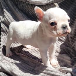 Yeti - Black brindle and white male Boston Terrier puppy in Wilson, North Carolina from Chrysco Boston Terriers