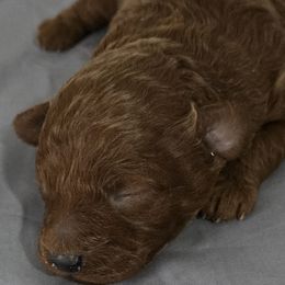 Marley - Red  male Poodle puppy in Lucedale, Mississippi from Simply Poodle