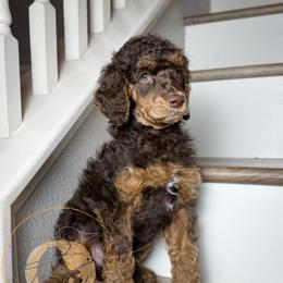 Reeses - Phantom female Poodle puppy in Murrieta, California from Apricot Poodles & Goldendoodles, LLC