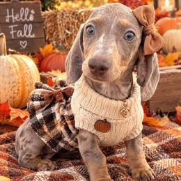 Girl 1 - Fawn (Isabella) female Dachshund puppy in Phelan, California from Elite Parson Russells