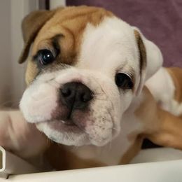Bulldogs from Sherrie's Bulldogs