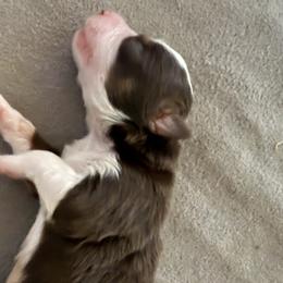 Bridget - Toy Australian Shepherd