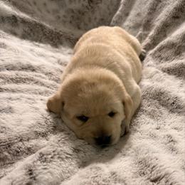 Lime Green - Yellow female Labrador Retriever puppy in Tekonsha, Michigan from Asher Acres Labs