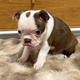 Red boy 1 more white on face - Red male Boston Terrier puppy in Madera Acres, California from Muggin Bostons Terriers and Mini Dachshund