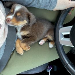 Miniature Australian Shepherd and Toy Australian Shepherd Puppies from Fireside Toy & Mini Aussies
