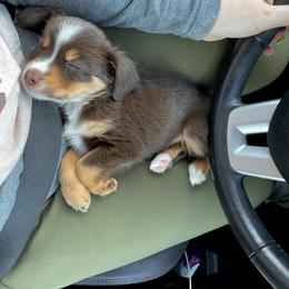 Miniature Australian Shepherd and Toy Australian Shepherd Puppies from Fireside Toy & Mini Aussies