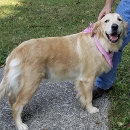 Golden Retrievers from Engler Goldens